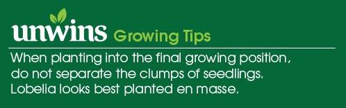 Lobelia Long Flowering Mix Seeds Unwins Growing Tips
